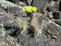 Prickly Pear